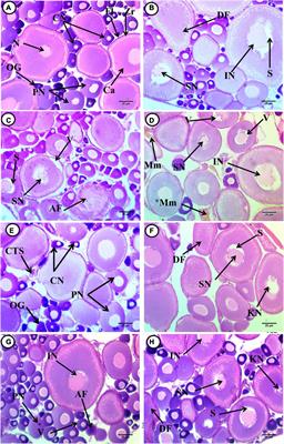 Reproductive Toxicity and Recovery Associated With 4-Non-ylphenol Exposure in Juvenile African Catfish (Clarias garepinus)